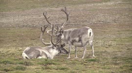 Reindeer males chewing cud, Svalbard