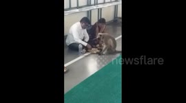 Wild monkey eats from plate of stunned devotees in Indian temple