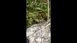 Grass Hopper (normal speed)