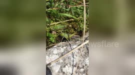 Newsflare Edit - Grass Hopper (normal speed)