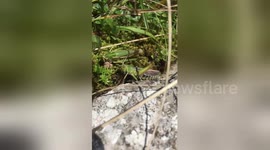 Newsflare Edit - Grass Hopper in Slow Motion!