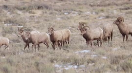 Running Bighorn Sheep Herd