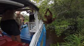YOU WON'T BELIEVE WHAT THIS WILD ORANGUTAN DID!!!