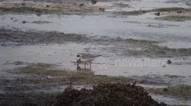 American wader arrived on England’s south Coast