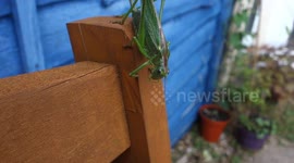 Great Green Bush-cricket in a Dorset garden