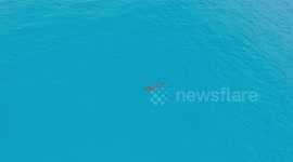 Drone spots tiger shark cruising in the shallows