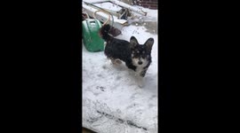Corgi love