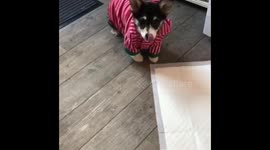 Dressed up dog