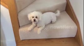Super cute dog