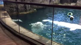 Albino White Dolphin dancing on the Water