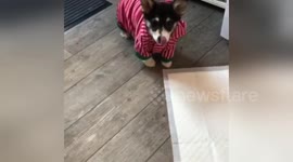 Newsflare Edit - Dressed up dog