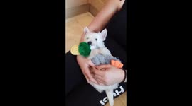 Adorable Westie puppy enjoys a snuggle
