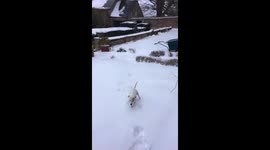 Dog falls down steps