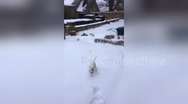 Newsflare Edit - Dog falls down steps