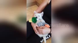 Newsflare Edit - Adorable Westie puppy enjoys a snuggle