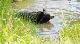 Black Bear in pond scratching