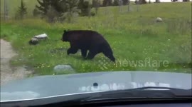 Black bear crossing the road in Waterton national park, Alberta, Canada.