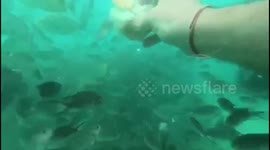 Fish eating from hand