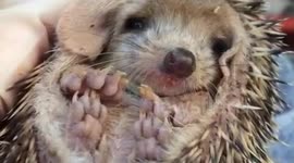 Tired Baby Hedgehog...