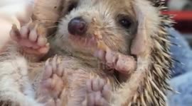 Tired Baby Hedgehog...