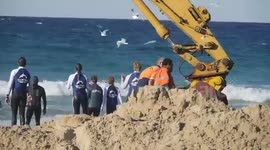 Beached Whale Rescue Mission - Gold Coast