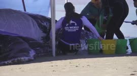 Humpback whale washed up on Queensland beach
