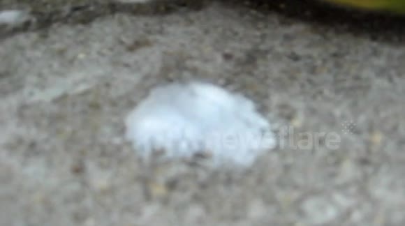 Shocking - A Maramures bought a watermelon in a supermarket. View the foam flowed from him