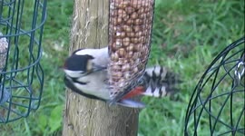 Male Great Spotted Woodpecker