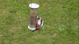 Female Great Spotted Woodpecker
