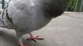 Pigeon dancing with my children