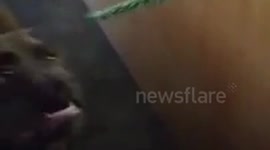 Frank and the Fir needle