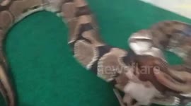 My ball python eating a mouse