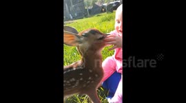 Baby Laughs at Little Fawn