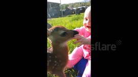 Baby interacts with fawn