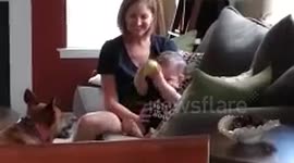 Baby plays fetch with dog