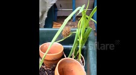 Explosion of Baby Spiders