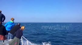 Dolphins swimming off Pembrokeshire coast