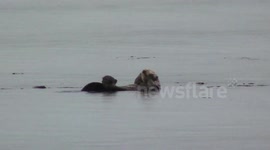 Sea otter cleaning its fur in Bartlett Cove, Glacier Bay, Alaska