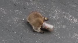 Raccoon rescued after jar gets stuck on its head