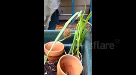 'Explosion' of baby spiders