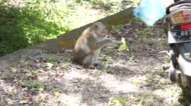 Amazing Monkey