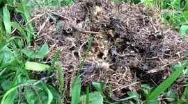 Bumble Bee Nest in Dry Grass