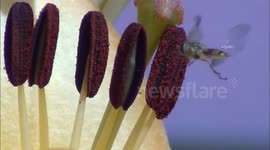 Macro world of insects