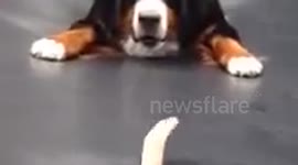 Watch this Bernese mountain dog's adorable reaction when owner sticks finger through trampoline!