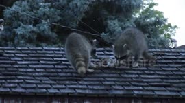 Family of Raccoons on the Cabana Roof