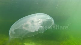 Close encounter with a jelly fish