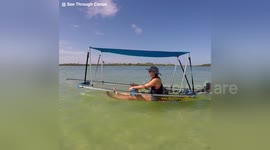 Newsflare Edit - Immerse Yourself in Nature and See More Wildlife