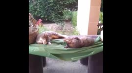 Cat falls off the table