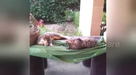 Newsflare Edit - Cat falls off the table