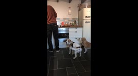 Hungry Beagle Otto is so excited for Dinner he turns into Tigger!